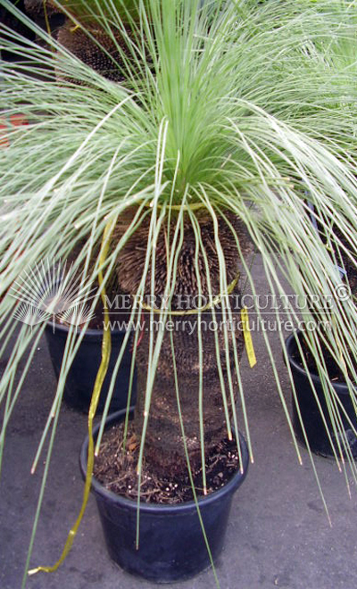 Xanthorrhoea preissii 'black boy'